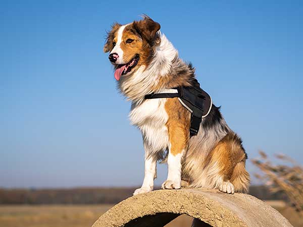 11 Tips For Training A Rescue Dog