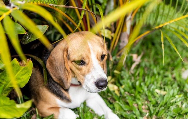 Healthy Dog Importation Act Endorsed By Several Veterinary Groups Promoting Safe and Ethical Practices